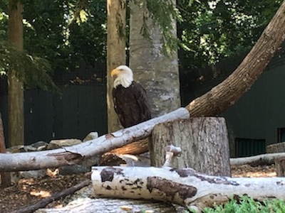 A very blurry bald eagle.